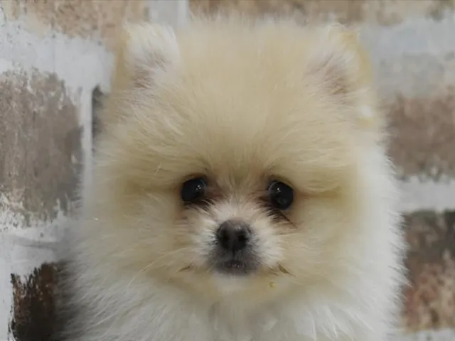 静岡県のポメラニアン (ペッツワン浜松雄踏店/2025年4月6日生まれ/男の子/クリーム)の子犬